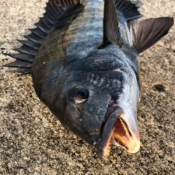 クロダイ2枚釣れました