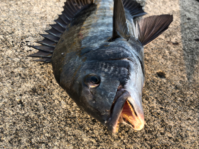 クロダイ2枚釣れました