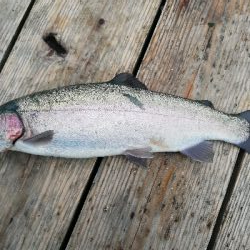 今年初の釣り堀