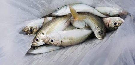 アジング　辰ヶ浜の漁