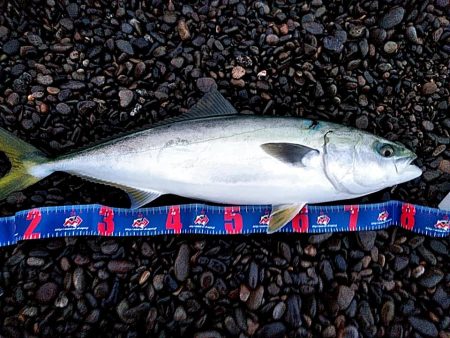 また、メジロが釣れました!!