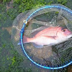 みなべ堺で磯釣り