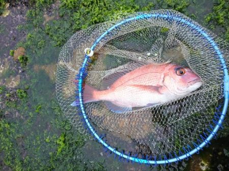 みなべ堺で磯釣り