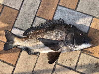 クロダイ2枚釣れました