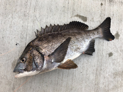 暖かく魚の活性も高い