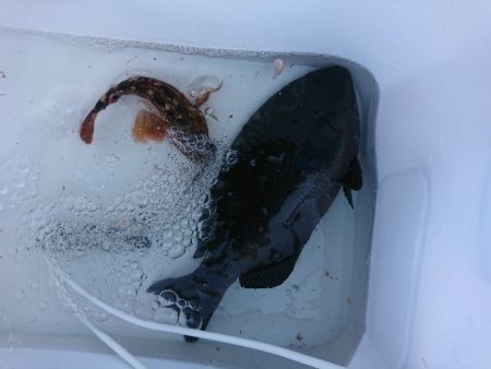 勝浦でグレ釣り