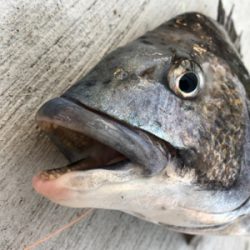 暖かく魚の活性も高い