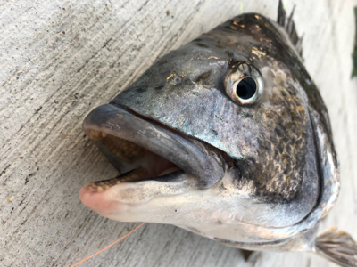 暖かく魚の活性も高い