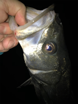 なんとか釣れた〜