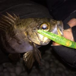 メバルプラッキング好調です