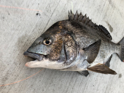 暖かく魚の活性も高い