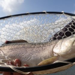 フィッシングレイクたかみや 釣果