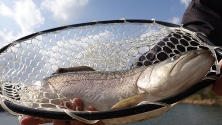 フィッシングレイクたかみや 釣果