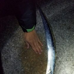 宮崎港太刀魚