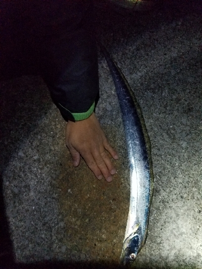 宮崎港太刀魚