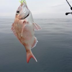 鯛紅丸 釣果