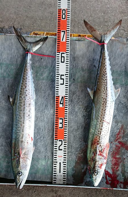 明神釣船 釣果