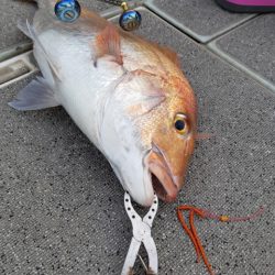 飛燕さくら丸 釣果