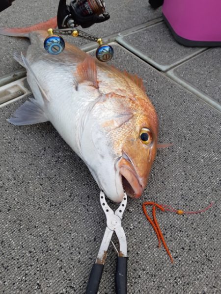 飛燕さくら丸 釣果