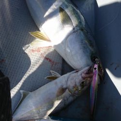 海龍丸（福岡） 釣果