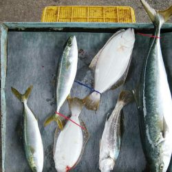 明神釣船 釣果