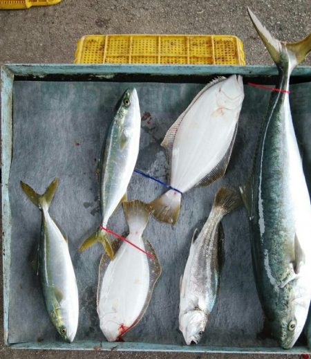 明神釣船 釣果