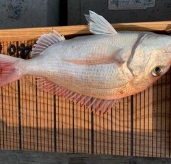 幸吉丸 釣果