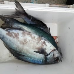 松福丸 釣果