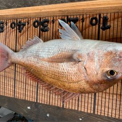 幸吉丸 釣果