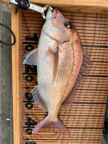 幸吉丸 釣果