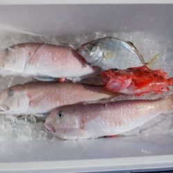 開進丸 釣果