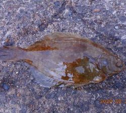 鹿島港魚釣園 釣果