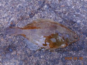 鹿島港魚釣園 釣果