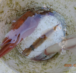 作十丸 釣果