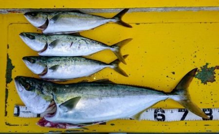 火遠理丸（ほおりまる） 釣果