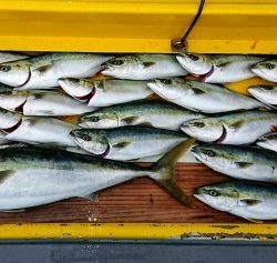 火遠理丸（ほおりまる） 釣果