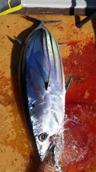 小海途 釣果