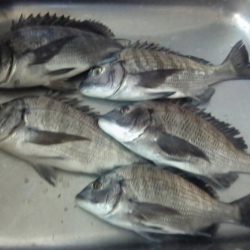 ふじや釣舟店 釣果