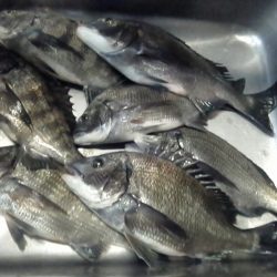 ふじや釣舟店 釣果