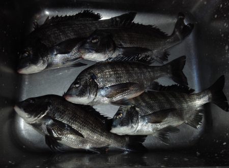 ふじや釣舟店 釣果