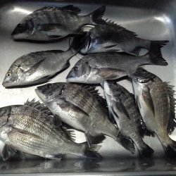 ふじや釣舟店 釣果