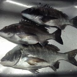 ふじや釣舟店 釣果