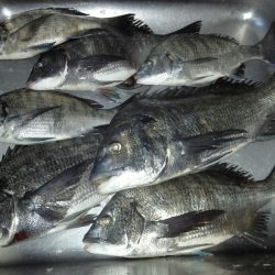 ふじや釣舟店 釣果