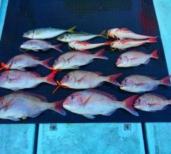 東京湾探釣隊ぼっち 釣果