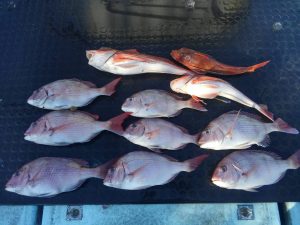 東京湾探釣隊ぼっち 釣果