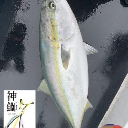 幕島丸 釣果