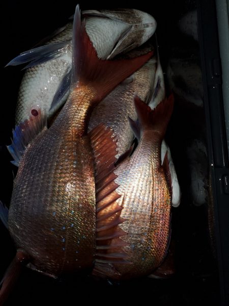 新幸丸 釣果