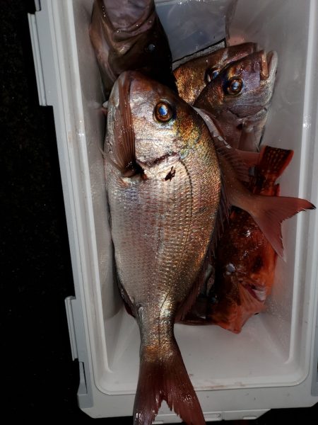 新幸丸 釣果