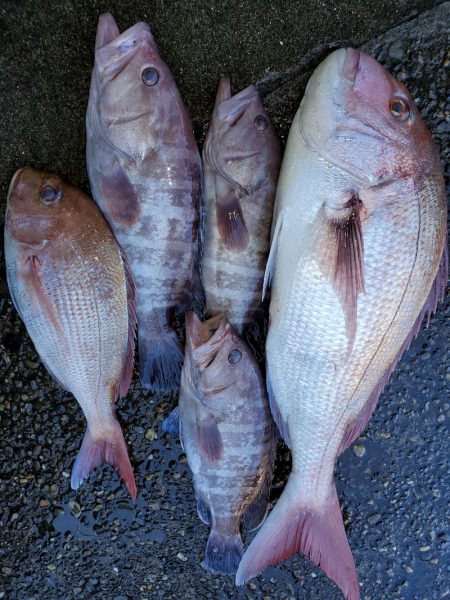 新幸丸 釣果