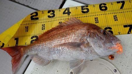 タイラバ遊漁船 ワンピース 釣果